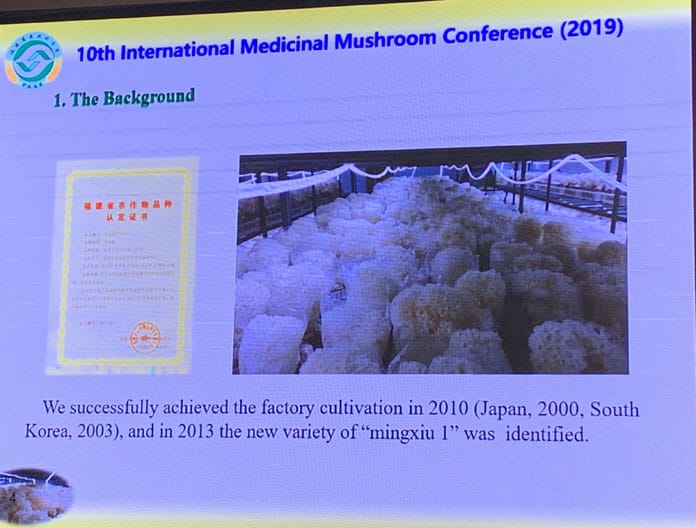 IMMC10 - Cauliflower Mushroom