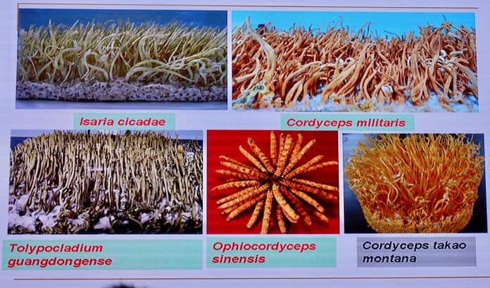 IMMC10 - Cordyceps