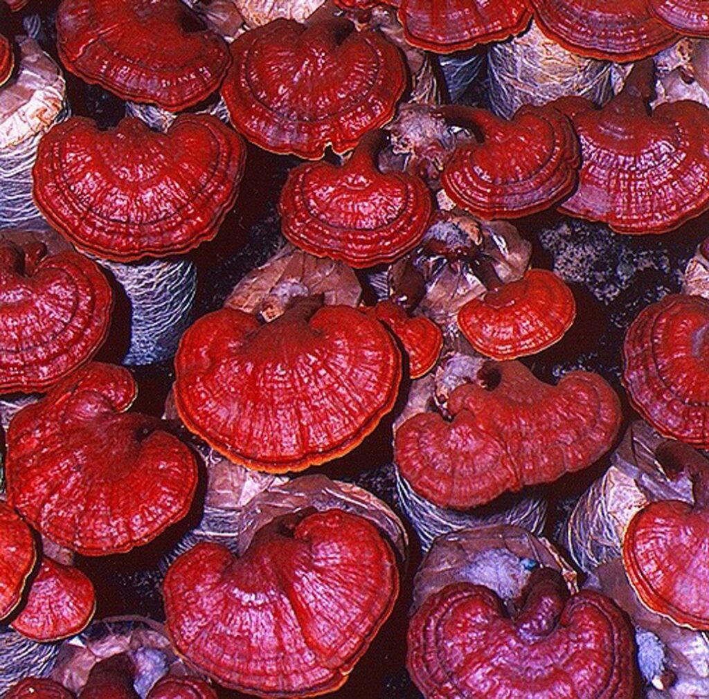 Nammex Files Citizen Petition Requesting FDA Actions on Mushroom Product Labeling