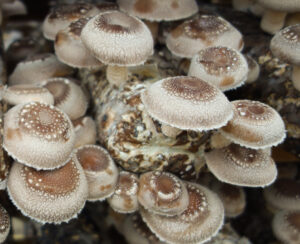 Organic mushrooms on a log.