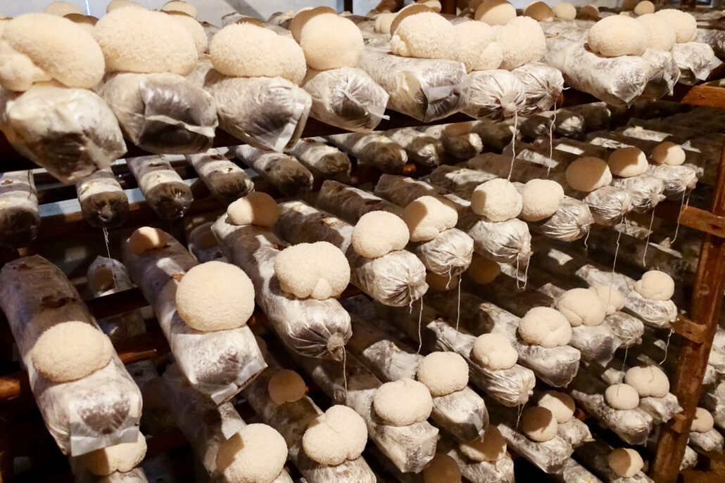 A rack of dried medicinal mushrooms in a warehouse.