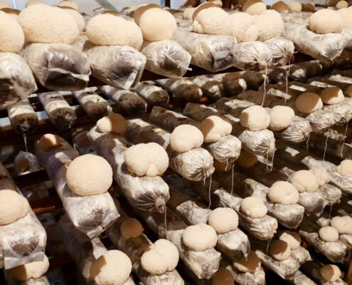 A rack of dried medicinal mushrooms in a warehouse.