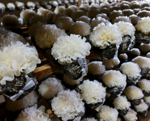 A row of organic white flowers on a shelf in a store.