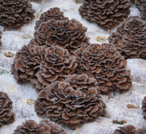 A bunch of pine cones are sitting on a table, surrounded by organic mushroom extracts.