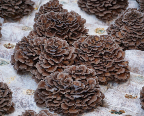 organic maitake mushrooms growing on an organic farm in China.