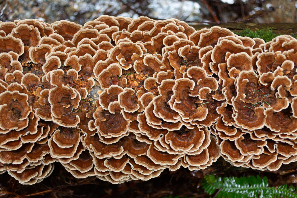 A brown fungus branch.