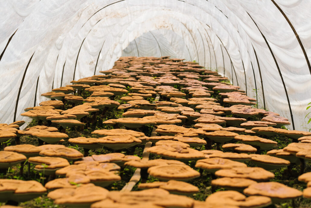 A group of medicinal mushrooms growing in a tunnel.