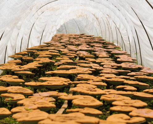 A group of medicinal mushrooms growing in a tunnel.