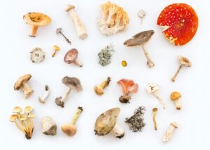 A diversity of mushrooms are arranged on a white background.