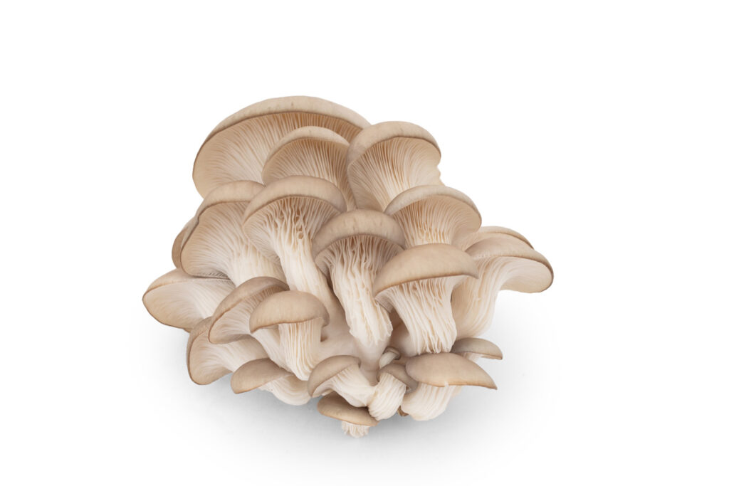 Survey of 10,000 People Confirms a Mushroom is a Mushroom