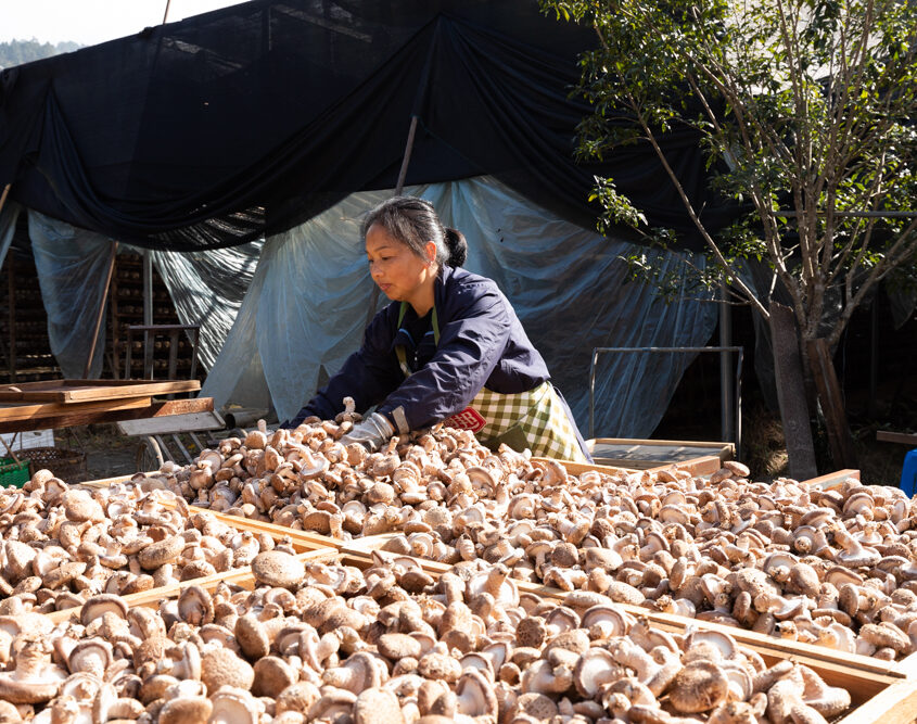 In 2023, a woman in China is picking mushrooms out of a crate for a report.