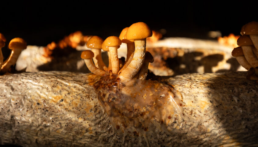 Field report on mushrooms growing on a log in a dark room.