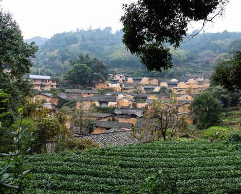 A tea plantation in a village.