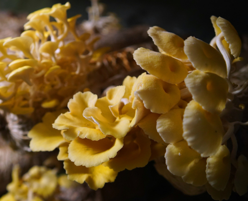 Close-up image of vibrant yellow chaga mushroom extract on a dark, wooded surface, with soft lighting highlighting their textures.