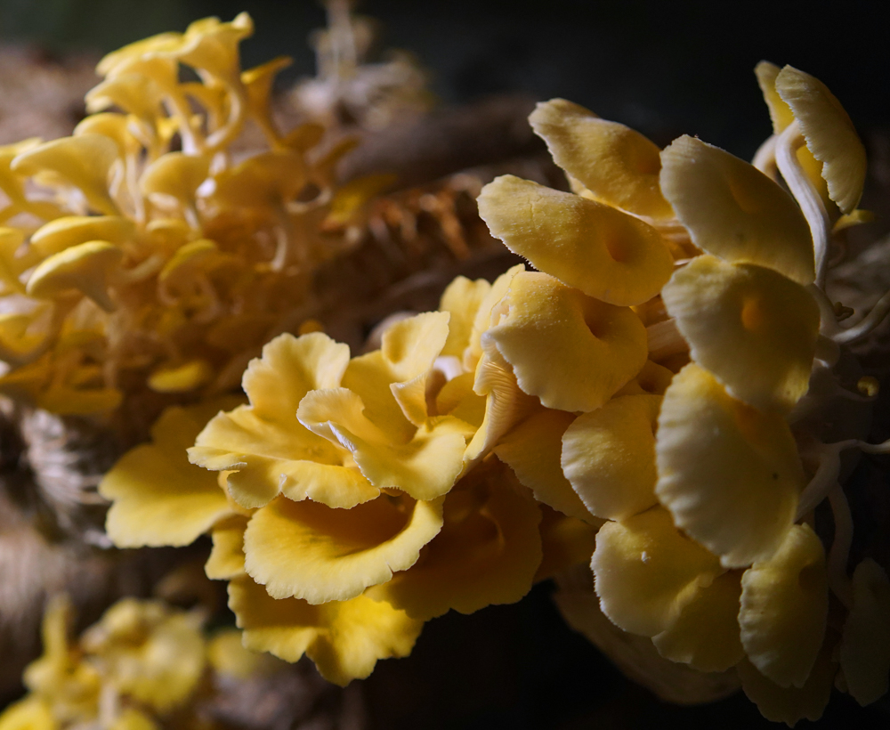 Close-up image of vibrant yellow chaga mushroom extract on a dark, wooded surface, with soft lighting highlighting their textures.