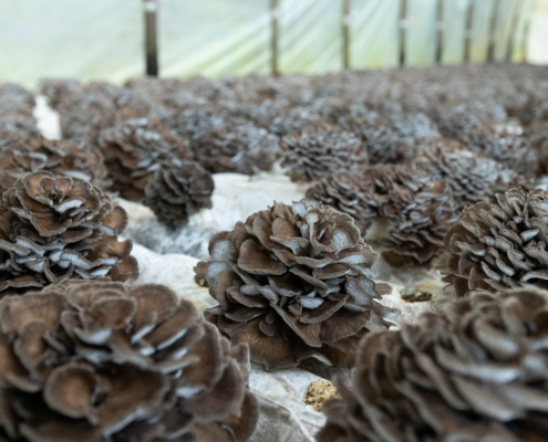 Pine cones and organic mushroom extracts spread out on a white tarp inside a greenhouse, with a close focus on the textured detail of one cone in the foreground.