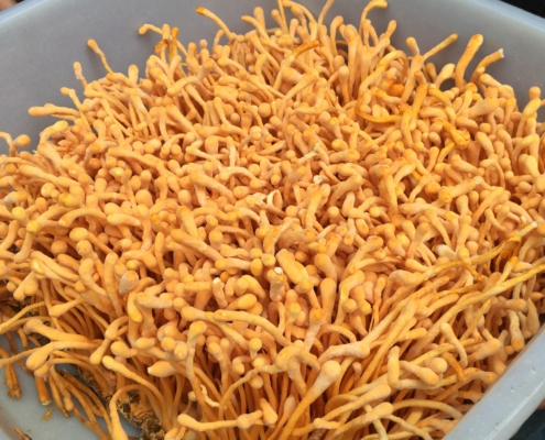 A large tray filled with fresh, vibrant orange organic cordyceps mushrooms.