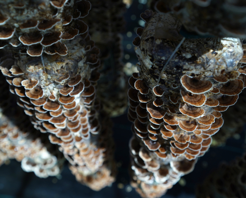 Close-up image of multiple brown bracket fungi growing densely on a tree, with detailed texture visible on the caps, potentially useful for organic mushroom extracts.