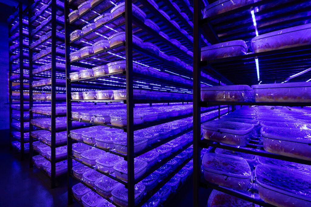 China 2024: Cordyceps Farm Visit