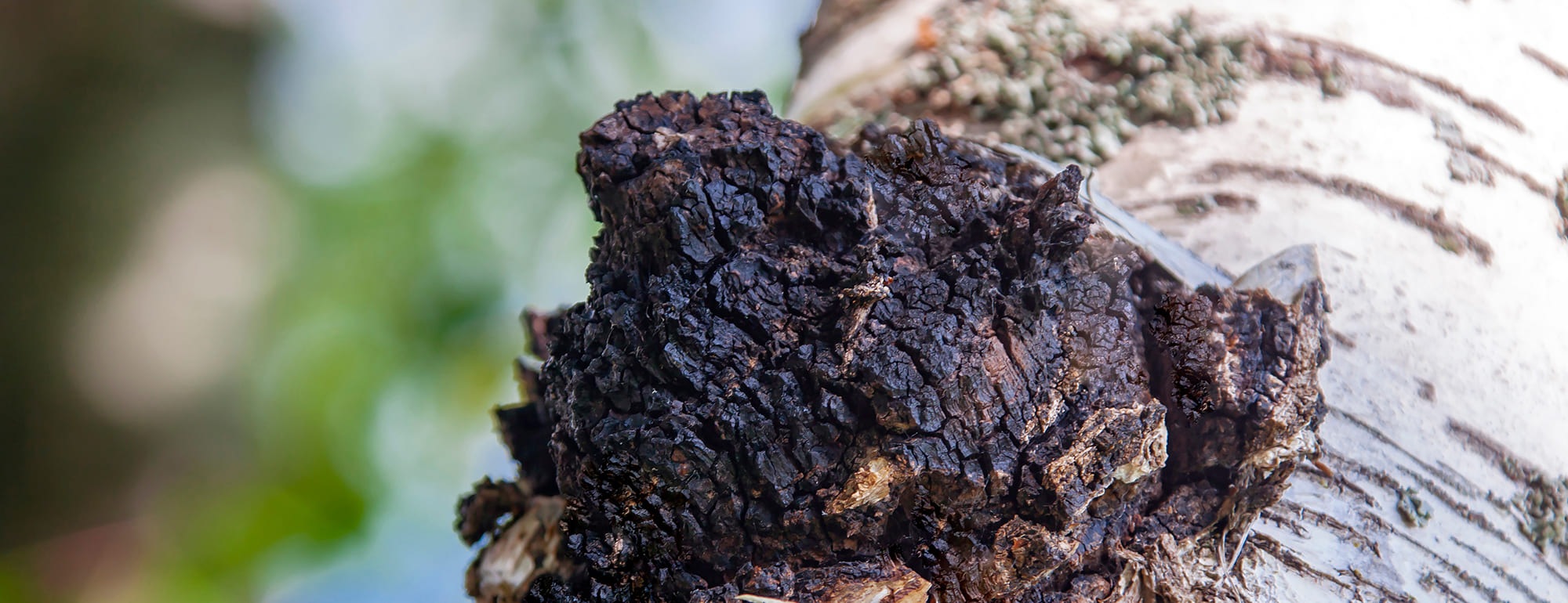 chaga
