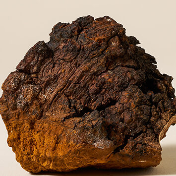 chaga