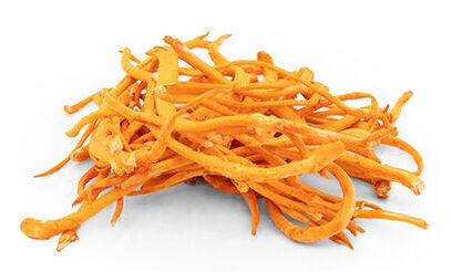 cordyceps