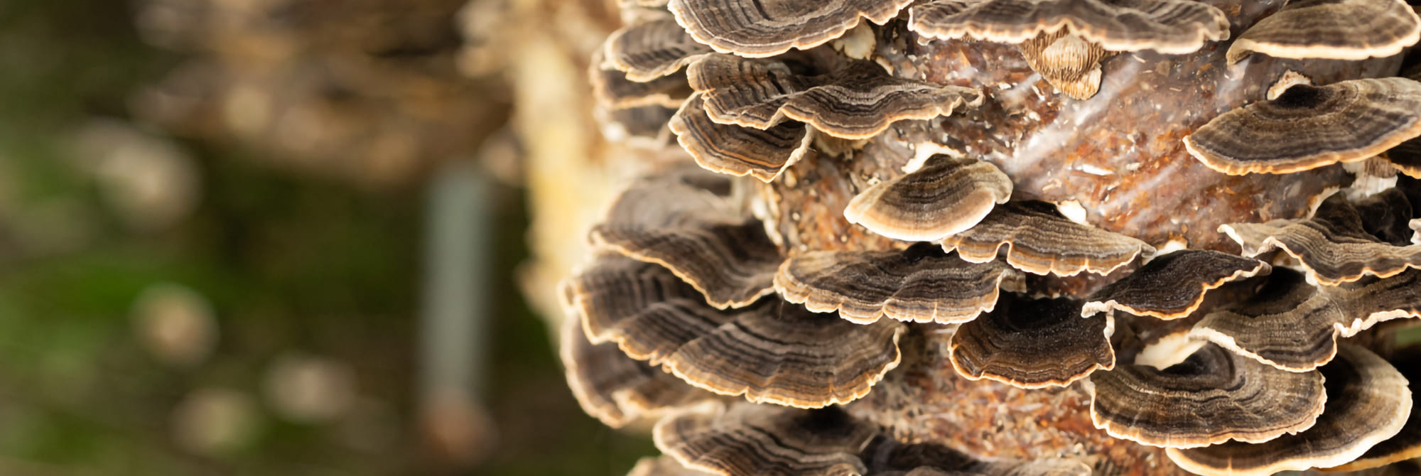 turkey tail
