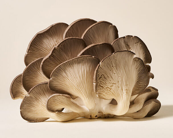 What’s the difference between mushroom, mycelium and mycelium on grain?
