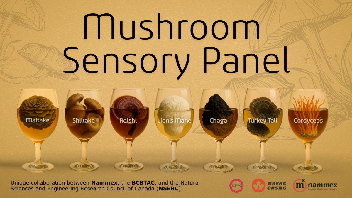 Discover how new sensory panel data on organic mushroom extracts is reshaping beverage formulation. Learn why taste, aroma, and bitterness matter as much as β-glucans, and how Nammex research helps brands create better functional mushroom drinks.