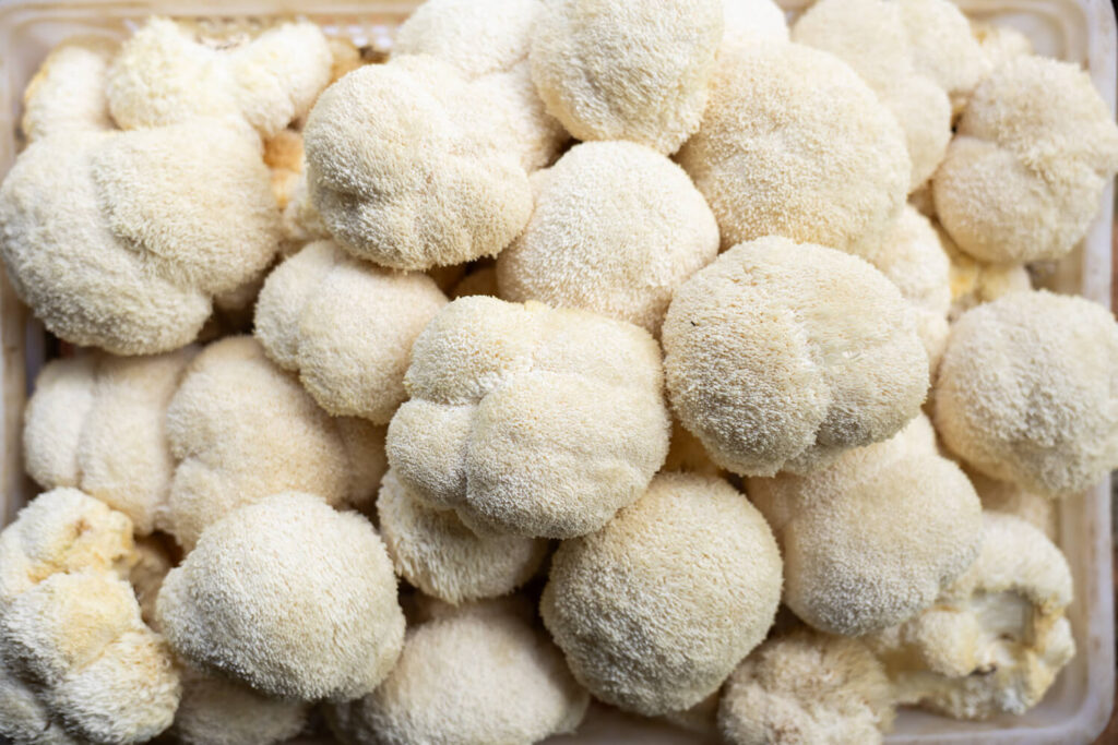 Nammex Highlights Urgent Need for Authenticated Fungal Reference Materials at ICSB 2026