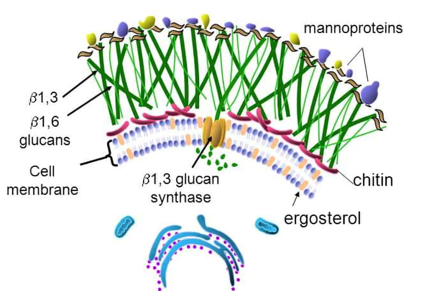 fungal cell wall