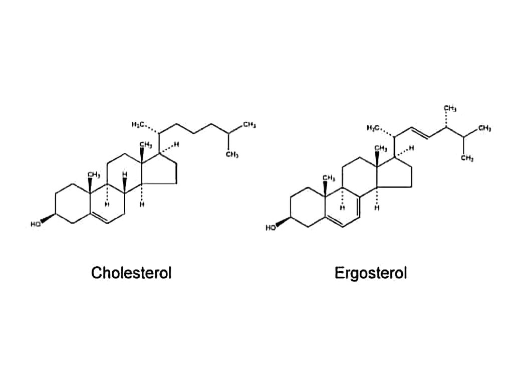 Cholesterol and Ergosterol hypothesized molecular structure