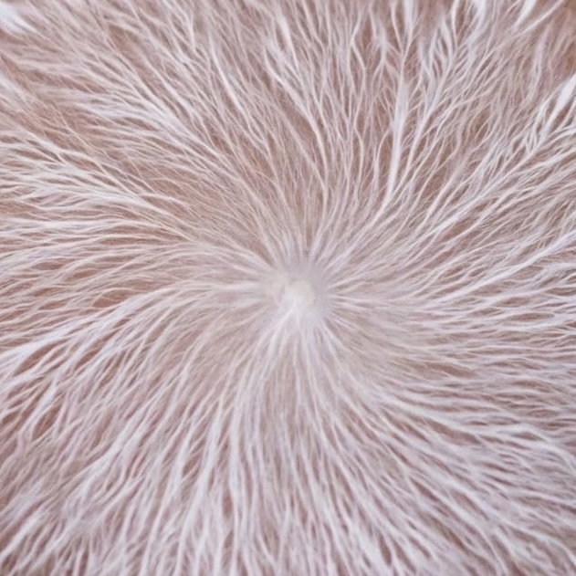 Lion's Mane mycelium close-up