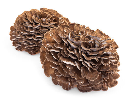 Maitake