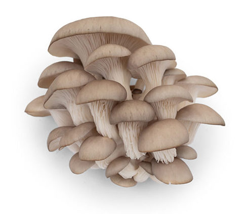 Oyster