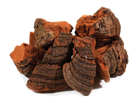 Phellinus - Phellinus linteus is a medicinal mushroom used in Japan, Korea and China for centuries to prevent ailments as diverse as gastroenteric dysfunction, diarrhea, haemorrhage and cancers.