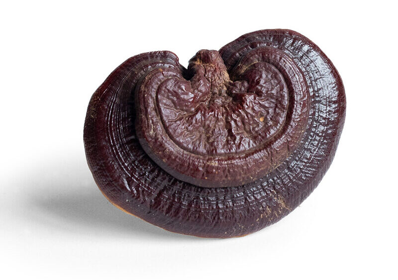 Reishi