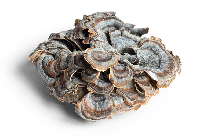 Turkey Tail