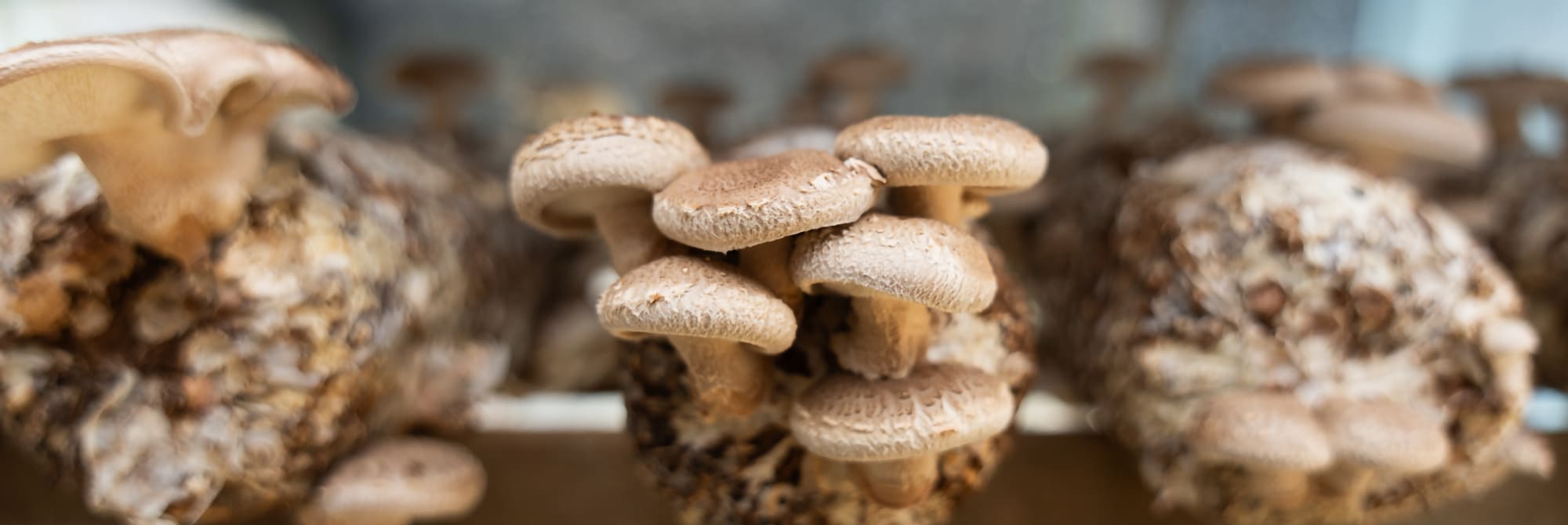 shiitake
