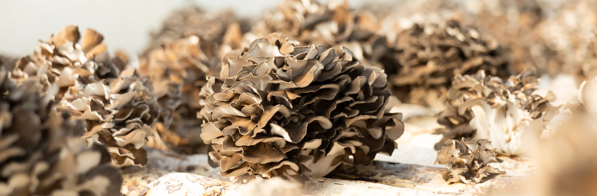 maitake