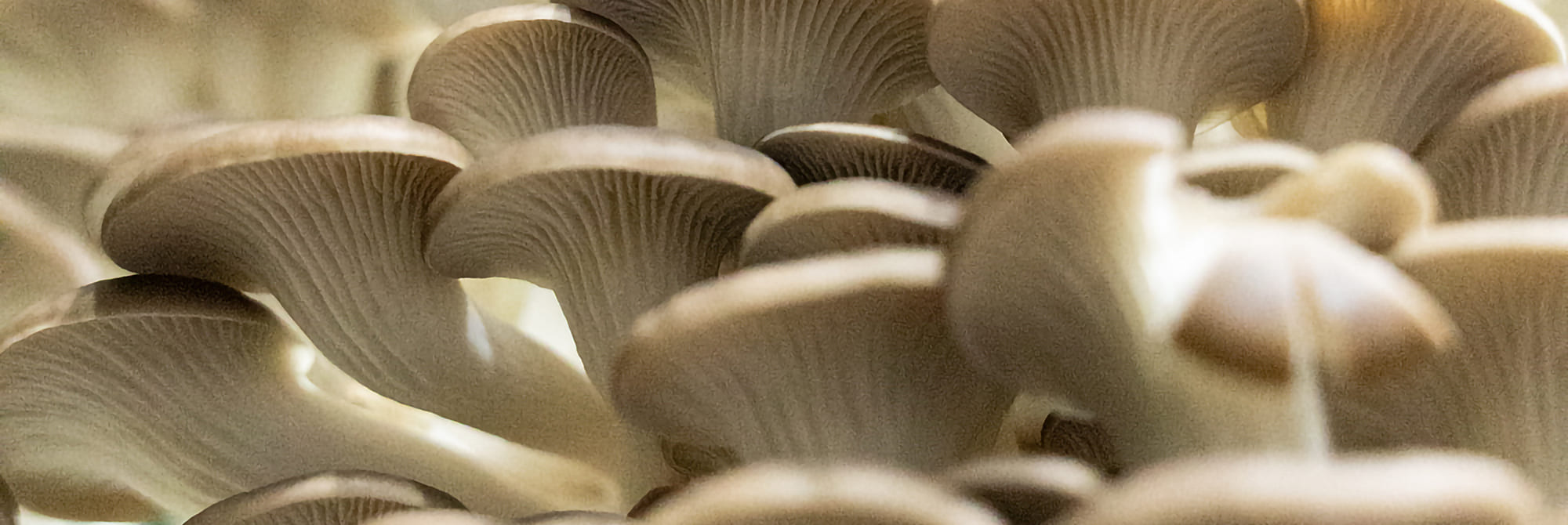 oyster