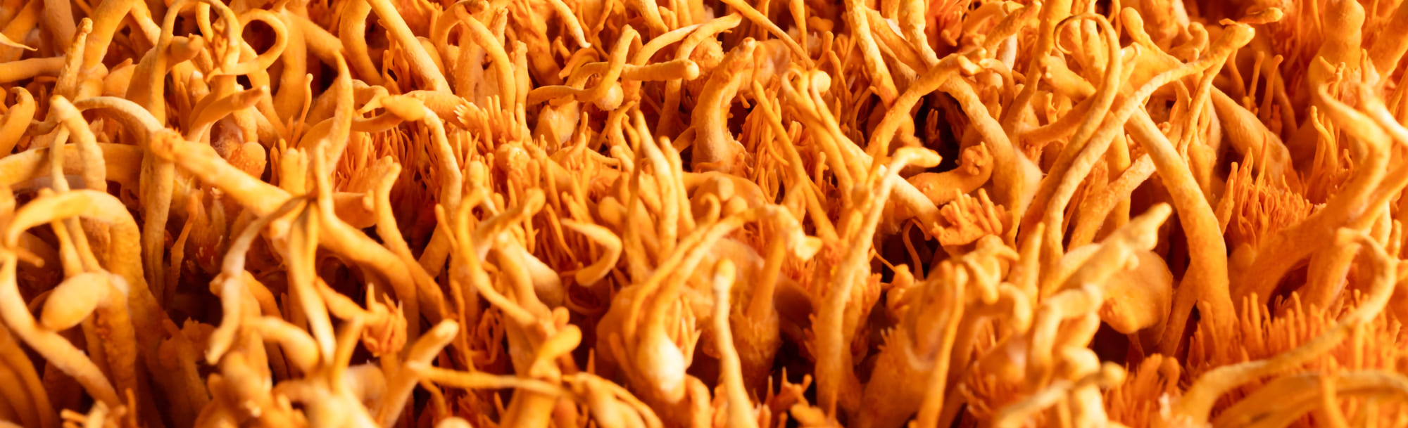 cordyceps