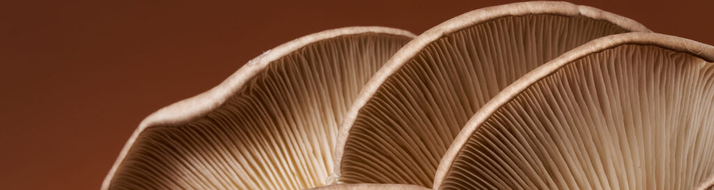 feature mushroom education
