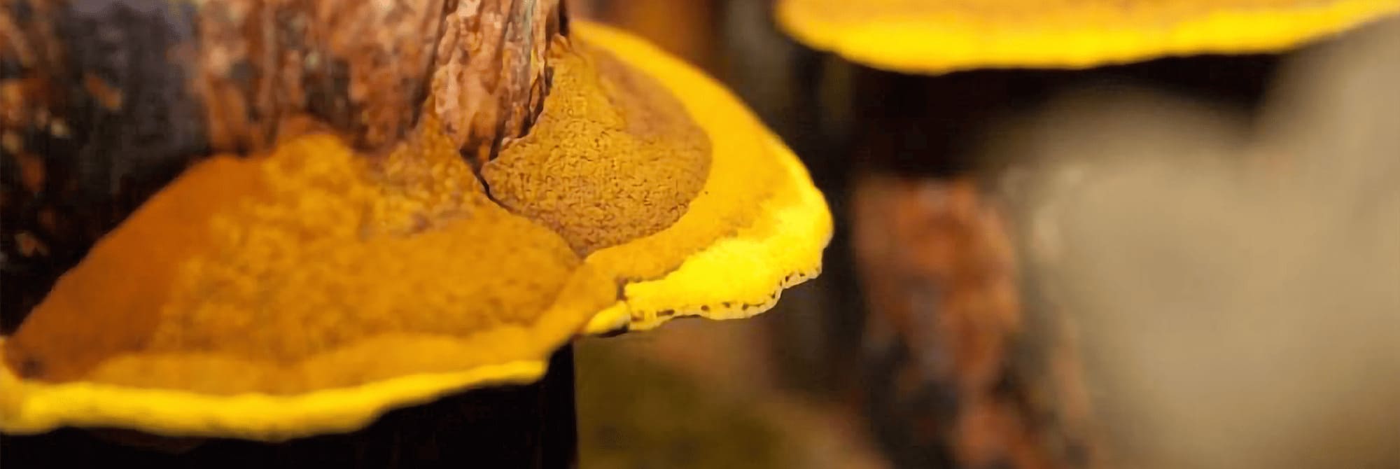 phellinus