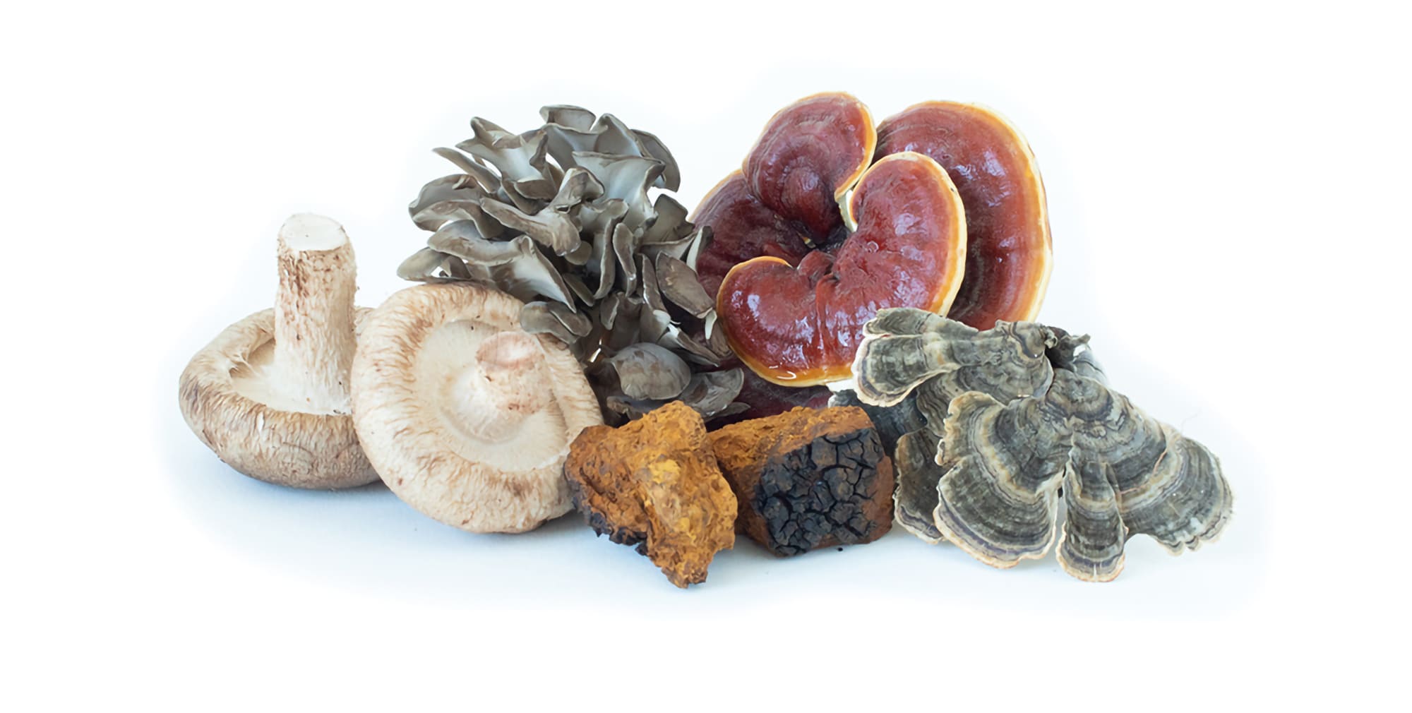 mushroom immune complex