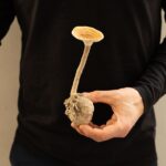 Tiger's milk mushroom